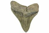 Serrated, Fossil Megalodon Tooth - North Carolina #328861-1